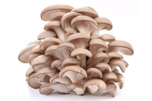 قارچ صدفی خوراکی سرشار از ویتامین D است