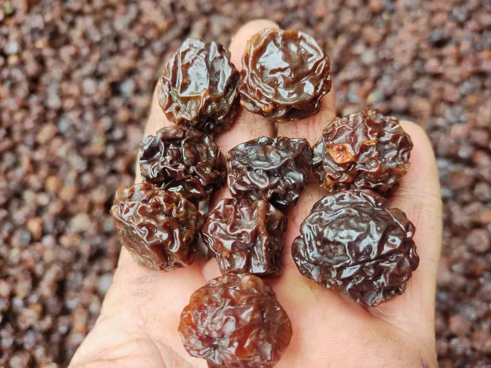 خرید جدیدترین انواع آلو خشک سیاه مراغه از معتبرترین برندهای دنیا